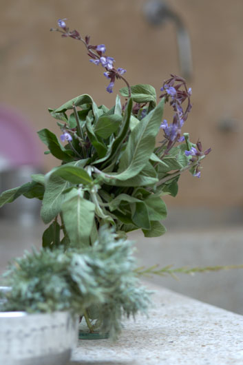 Artemisia absinthium